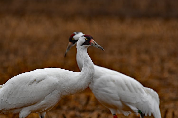 Standing Whooping Cranes