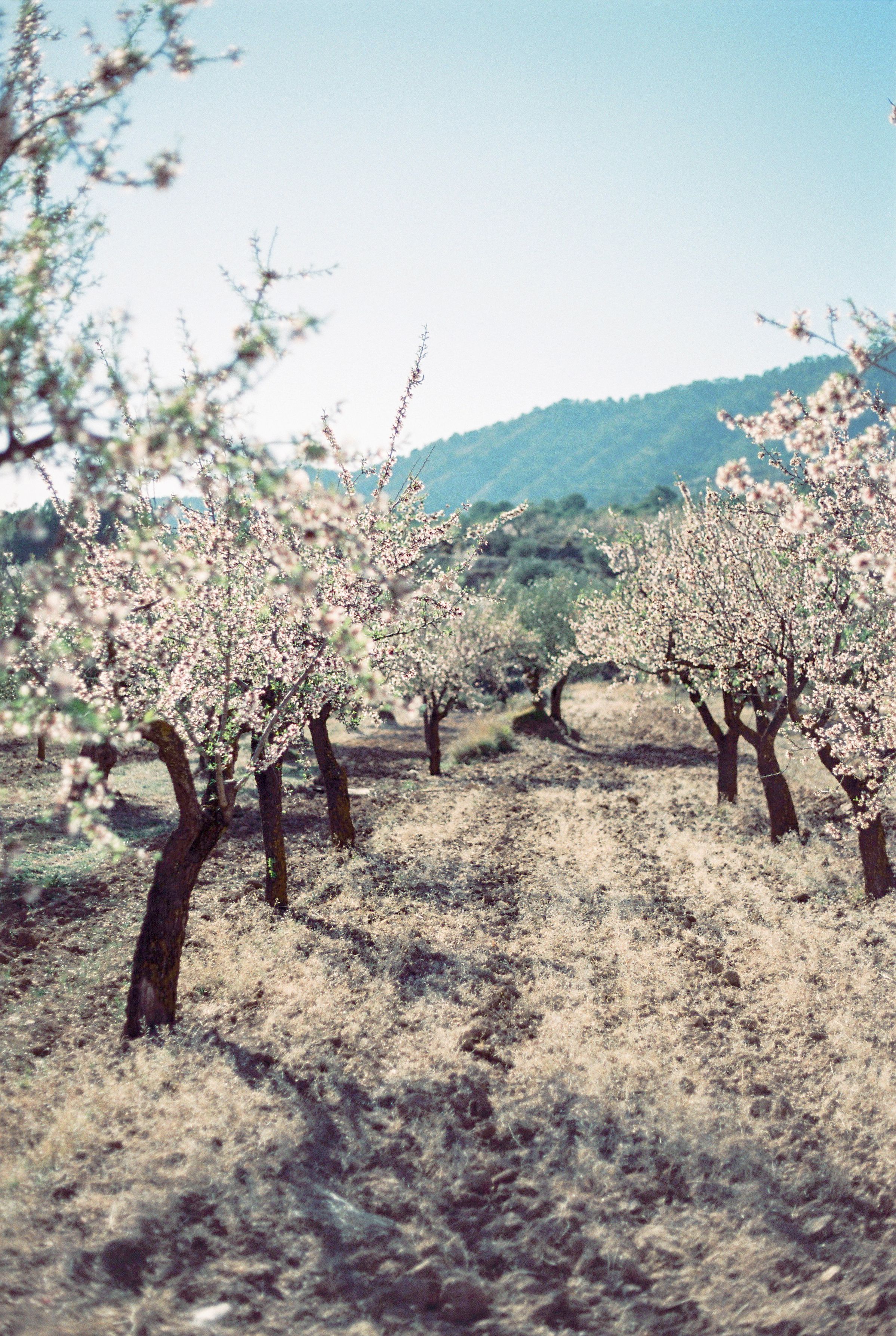 Scenic almond orchard with trees in full bloom, set in Alicante, Spain during spring.