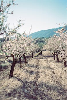 Scenic almond orchard with trees in full bloom, set in Alicante, Spain during spring.