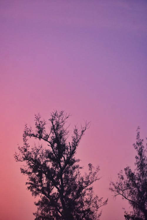 Foto profissional grátis de árvores, cair da noite, céu azulado