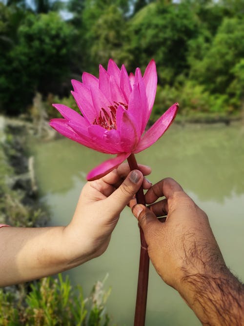 Woman and Man Holding a Waterlily Flower 