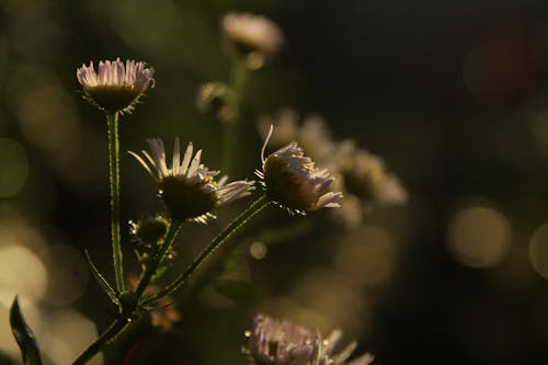 Kostnadsfri bild av blomfotografi, flora, kronblad