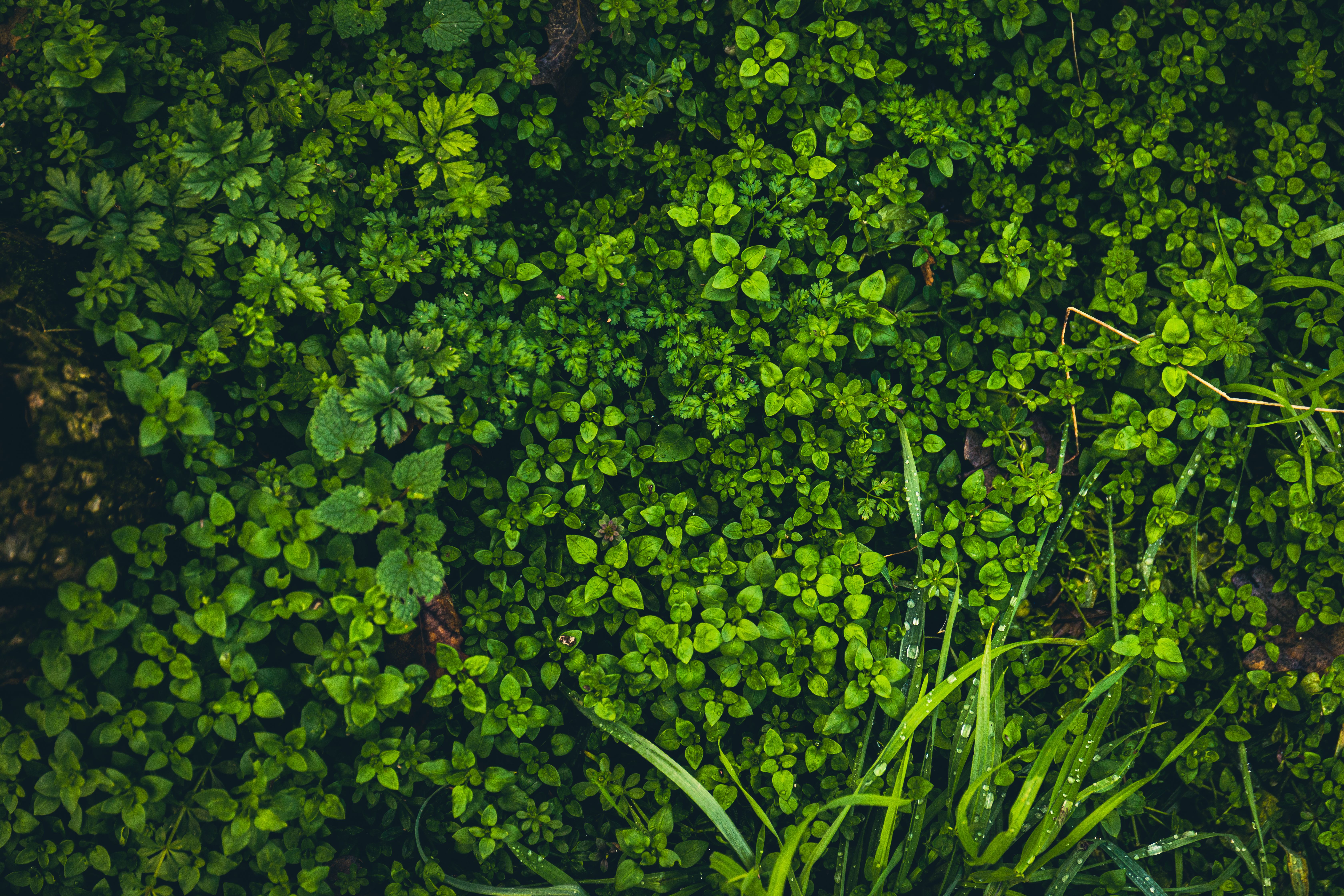Close up of Green Bush · Free Stock Photo