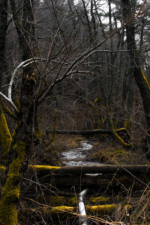 Bare Trees around Stream in Forest