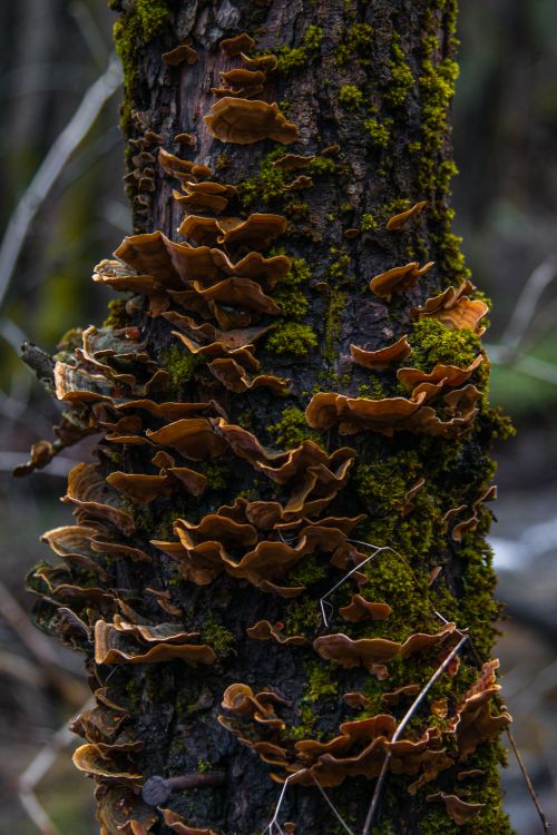 Free Detailed view of mushrooms and moss growing on a tree bark in the forest. Stock Photo