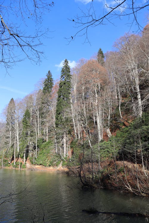 Foto profissional grátis de água, árvores, beira do lago