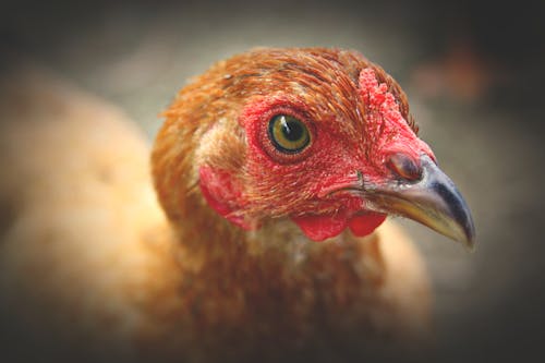 Close Up Photography of Chicken Head