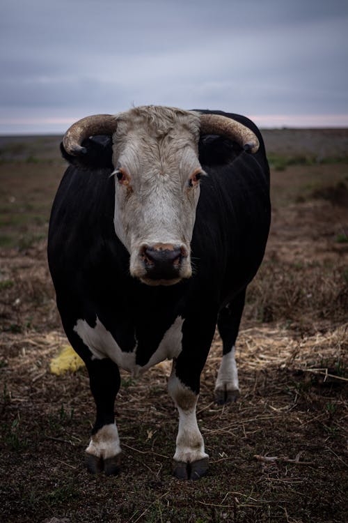 Imagine de stoc gratuită din agricultură, animale domestice, câmp