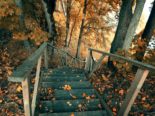 Immagine gratuita di autunno, colori autunnali, foglie
