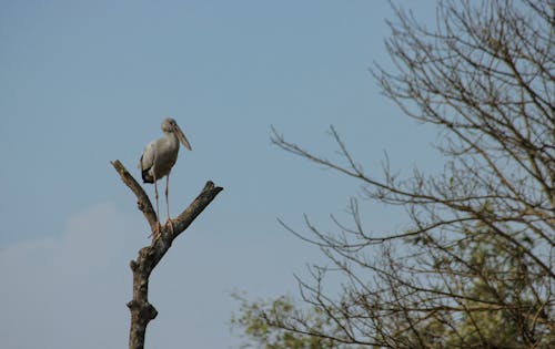 Stork Sitting on Tree on Blue Sky