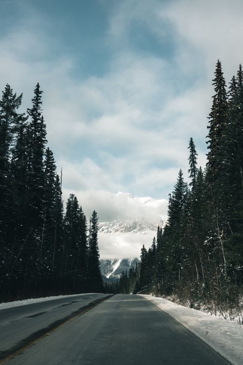 Free Explore the serene beauty of a snowy road with towering pine trees in Field, BC. Stock Photo