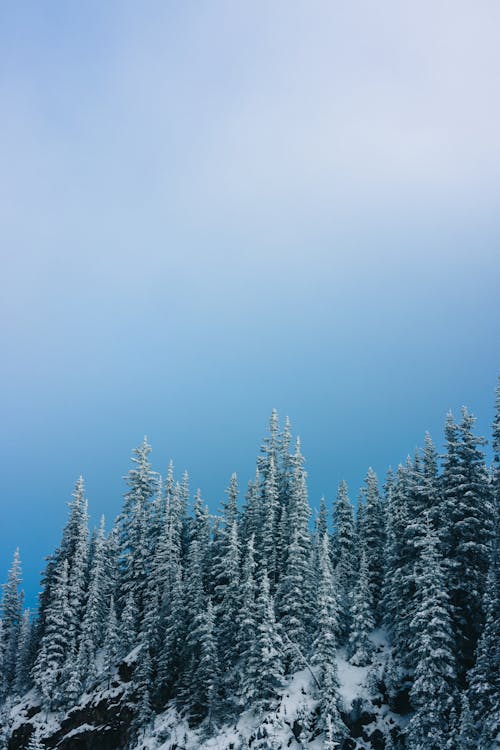 低角度拍攝, 冬季, 冰 的 免费素材图片