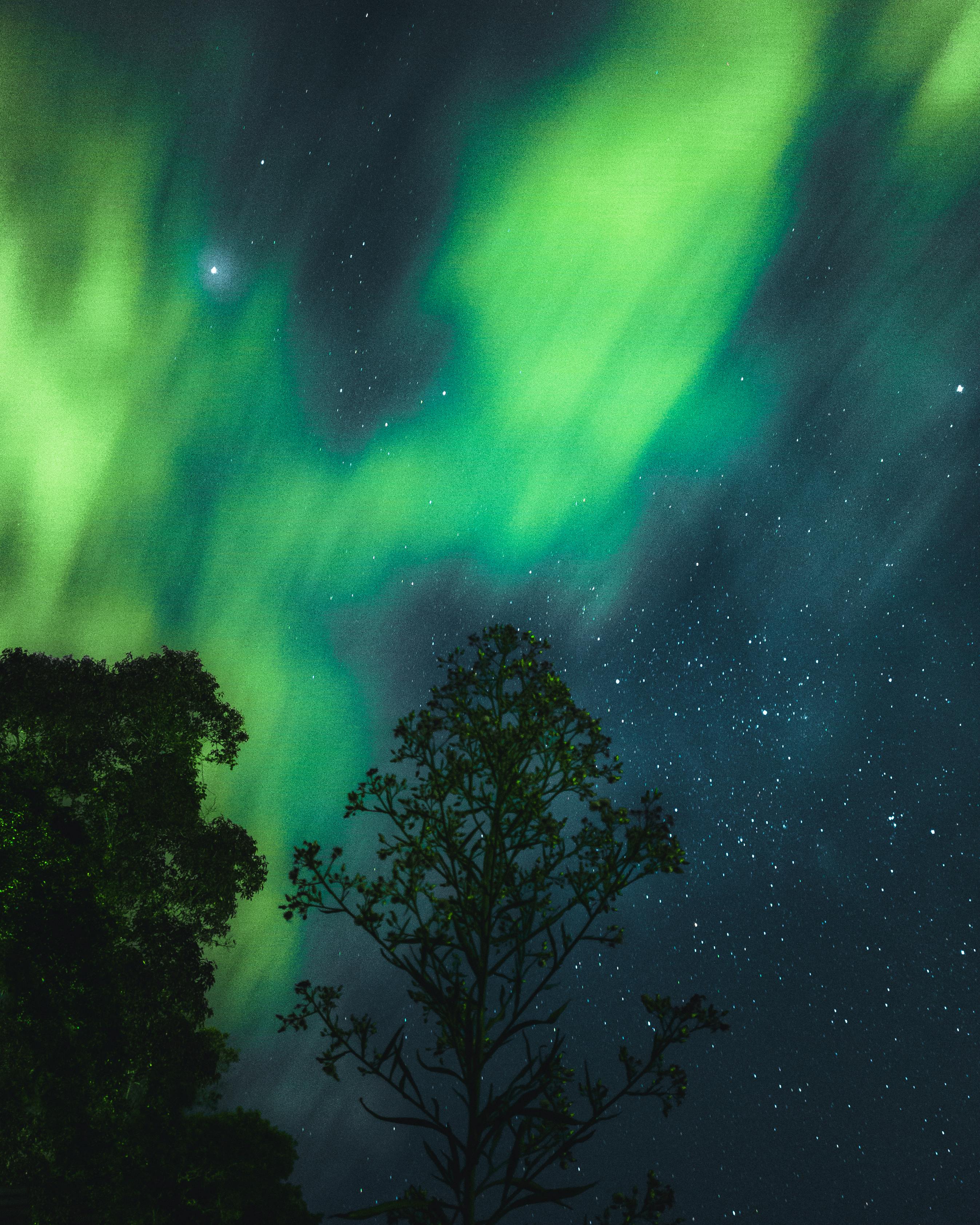 Breathtaking aurora borealis dances above a tranquil forest under a clear, starry night sky.