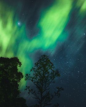 Breathtaking aurora borealis dances above a tranquil forest under a clear, starry night sky.
