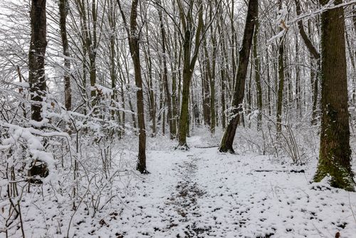 Free Tranquil forest scene with snow-covered trees, perfect for winter-themed projects. Stock Photo