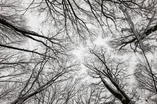 Foto profissional grátis de árvores, árvores nuas, clima