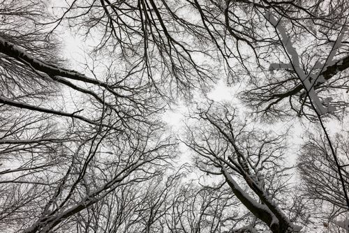 Free A captivating upward view of bare winter trees in grayscale against a snowy sky. Stock Photo