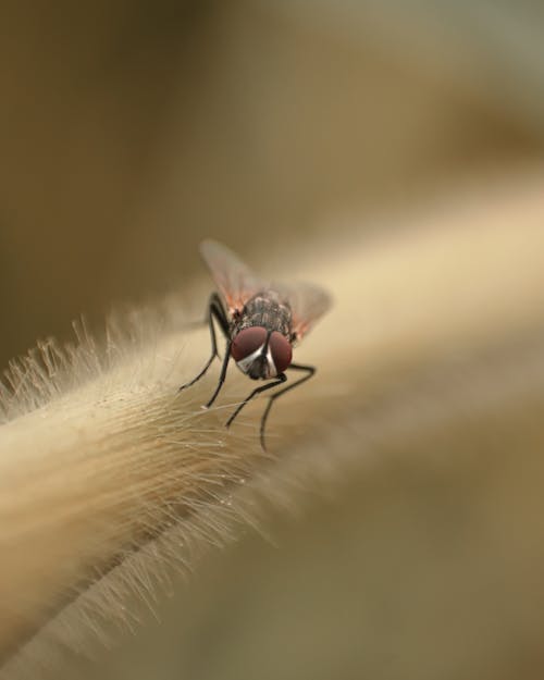 Kostenloses Stock Foto zu entomologie, fliege, gehockt