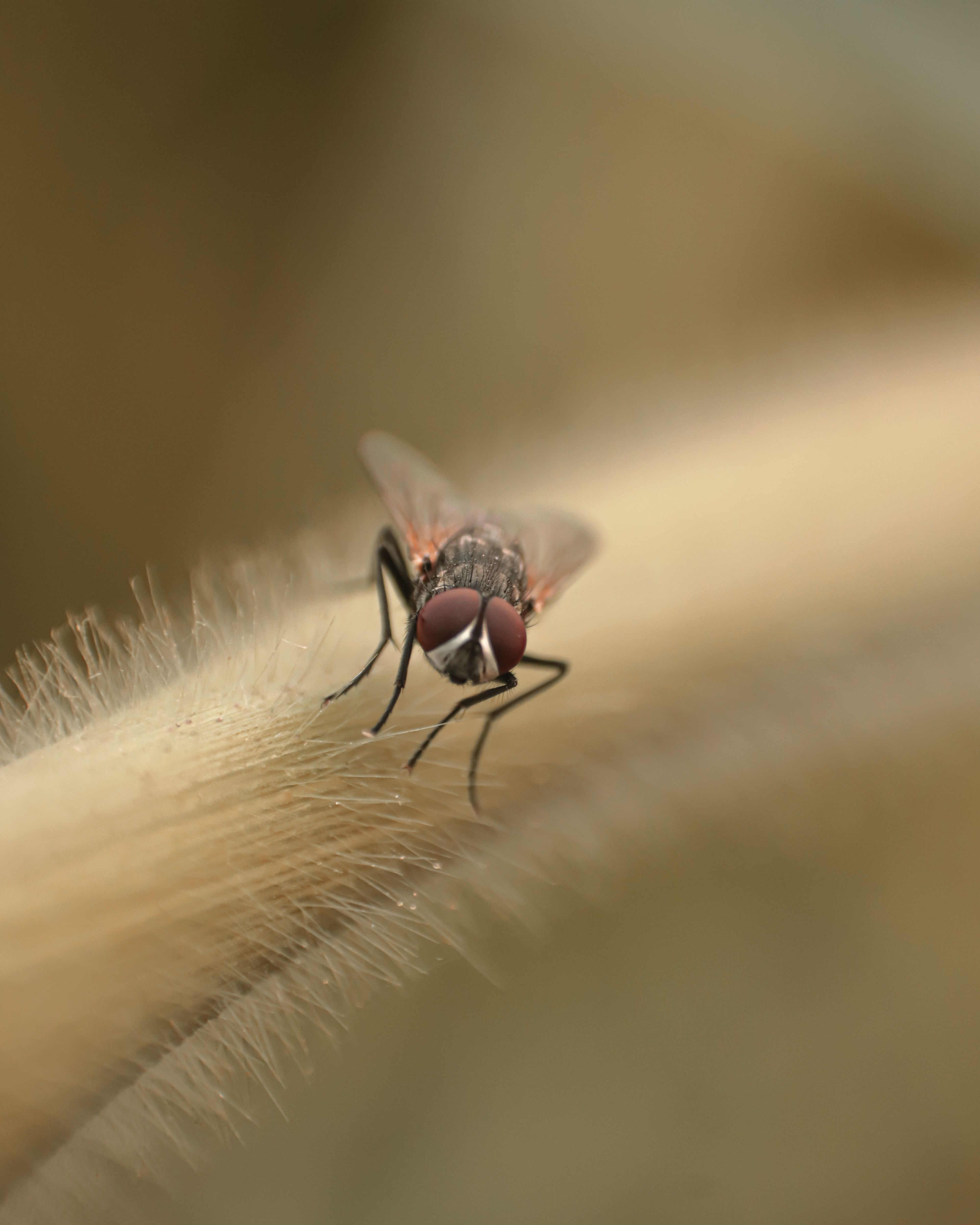 Macro Photography of Fly · Free Stock Photo