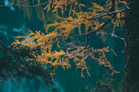 金色的秋叶挂在湖边的树枝上，色彩深邃，湖面一片宁静