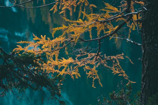 金色的秋叶挂在湖边的树枝上，色彩深邃，湖面一片宁静