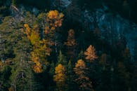 秋天的森林景色迷人，充满活力的树叶与崎岖的山脉相映成趣