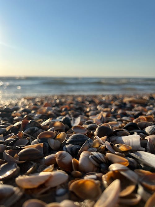 Foto profissional grátis de céu azul, conchas do mar, conhecimento