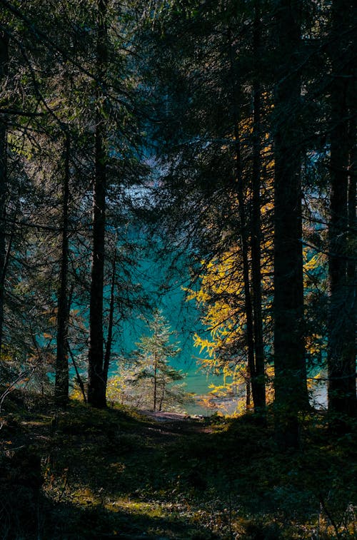 Живописный вид на лес