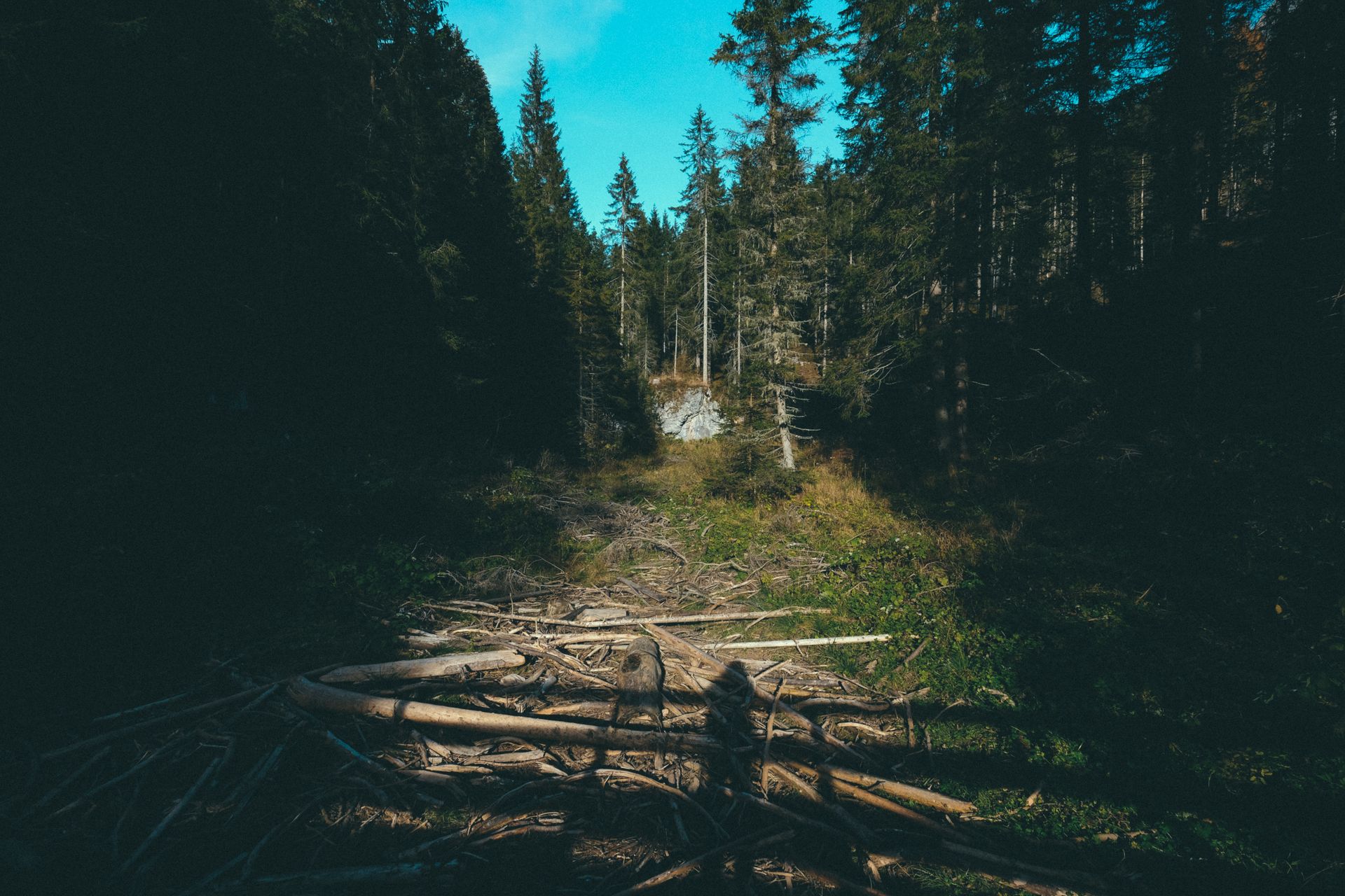 A peaceful forest clearing scattered with fallen branches under a blue sky.