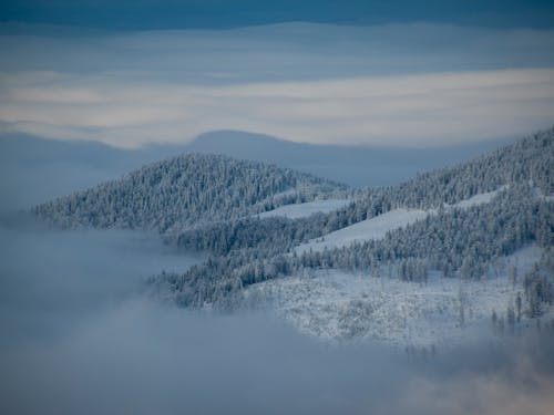 Foto d'estoc gratuïta de a l'aire lliure, arbres, cel ennuvolat