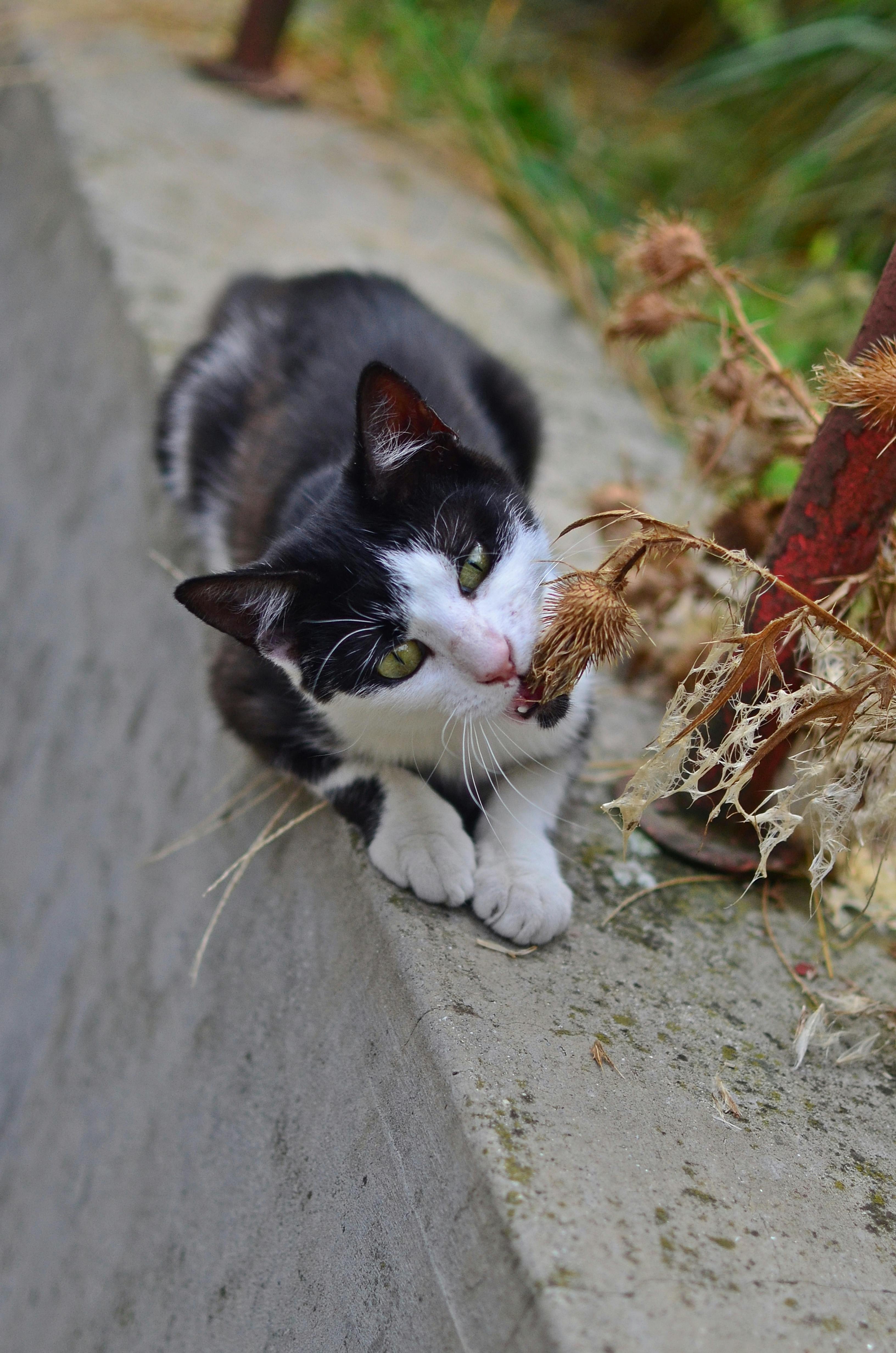 Photo Gratuite De Amusant Chat Drole Photo Gratuite De Amusant Chat Drole