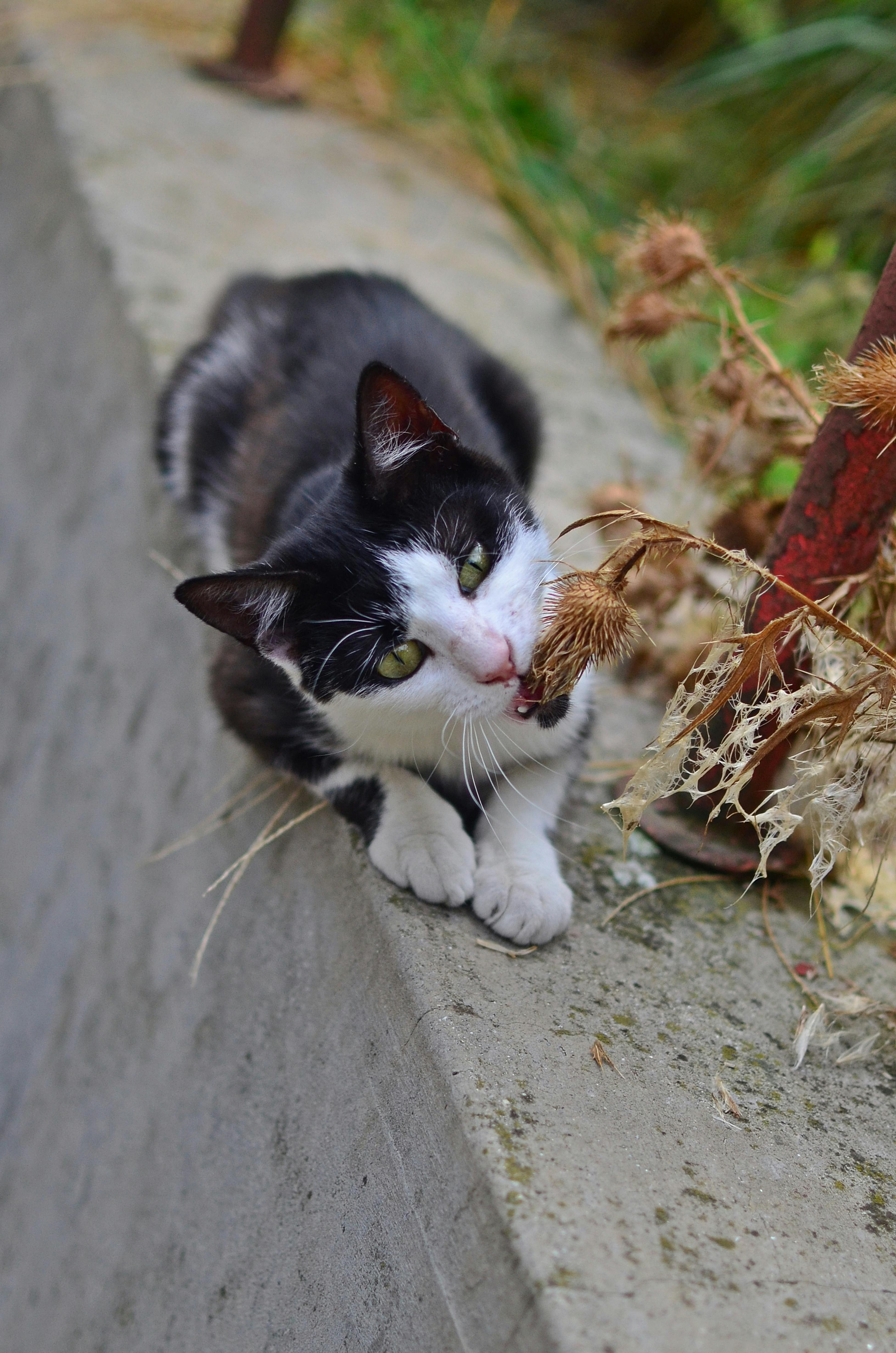 Photo Gratuite De Amusant Chat Drole