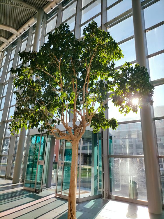 Tree Growing Inside Building Green Tree Inside the Building · Free Stock Photo