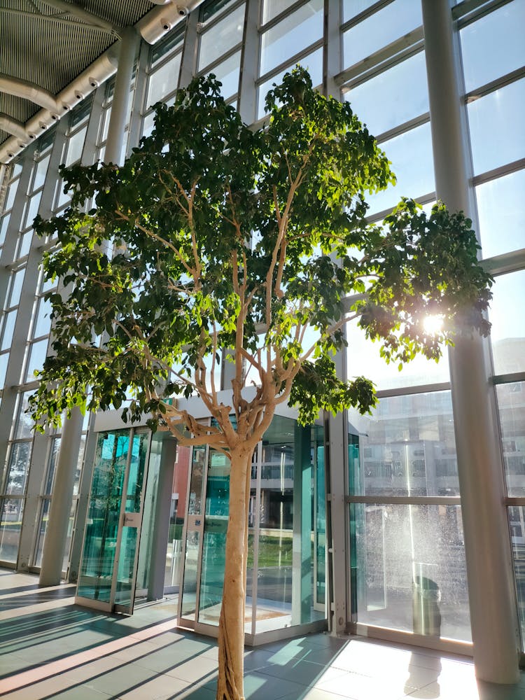 Green Tree Inside The Building