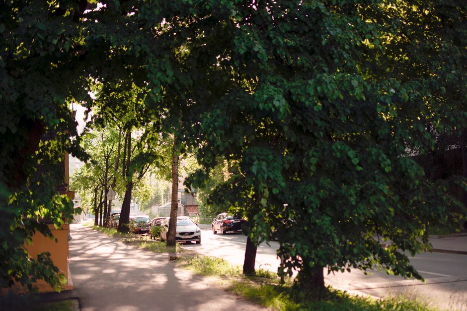 Mature trees lining a suburban street — established healthy trees in Surrey BC often don't need annual trimming