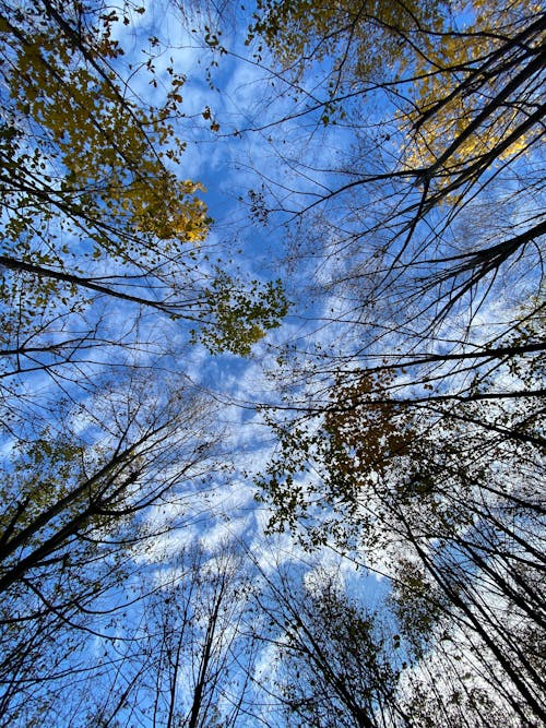 Бесплатное стоковое фото с высокие деревья, голубое небо, деревья