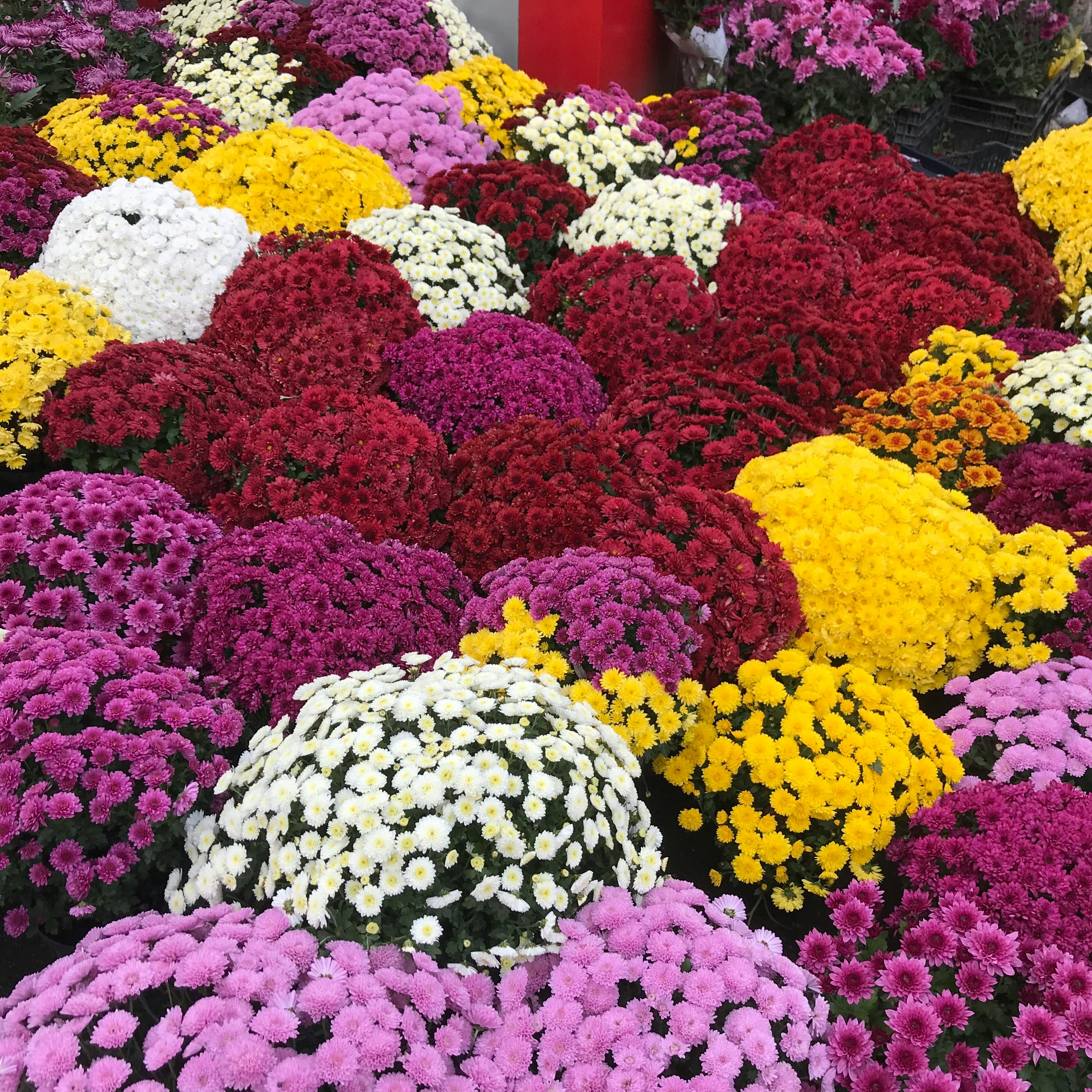 Chrysanthemum Valentine's Photos, Download The BEST Free Chrysanthemum