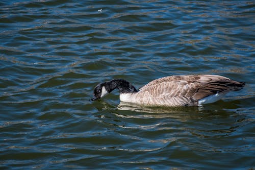 A Canada Goose on the Water 