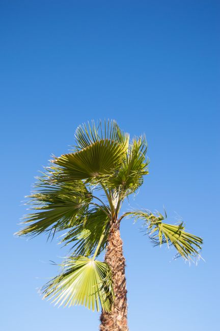 A vibrant palm tree swaying against a clear blue sky, captured in Alicante, Spain.