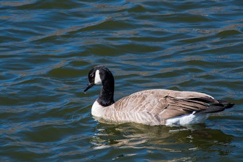 Close-Up Shot of a Canada Goose on the Water 