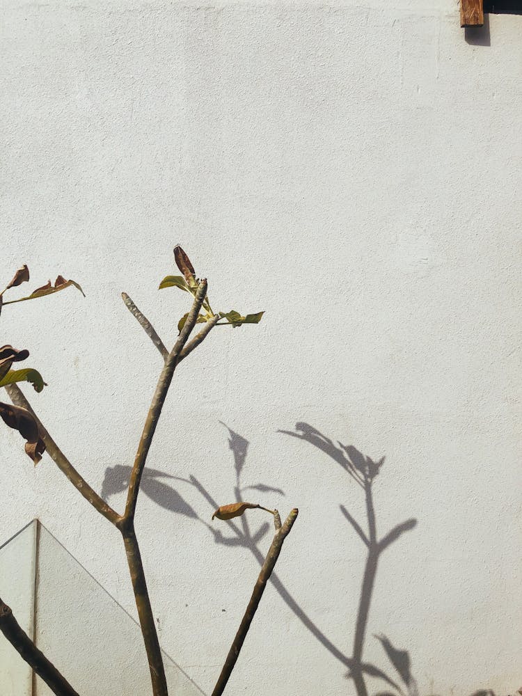 Shades Of Plant On Wall