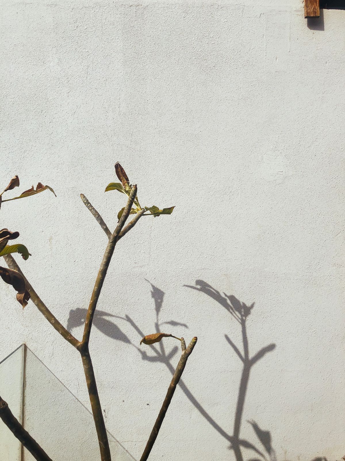 Tree Shadow on Wall · Free Stock Photo