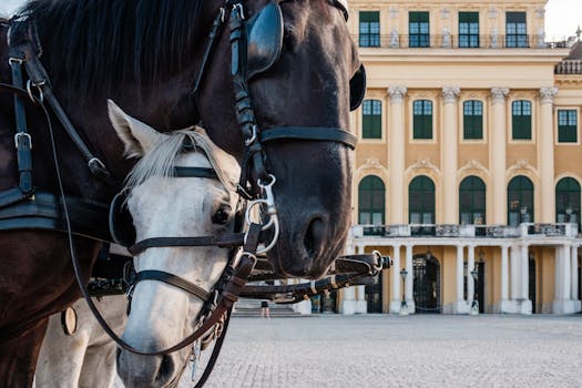 Horses with bridles stand before the historic Schönbrunn Palace in Vienna, Austria.