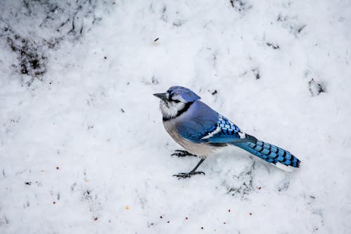 Δωρεάν στοκ φωτογραφιών με background, backyard bird, cyanocitta cristata