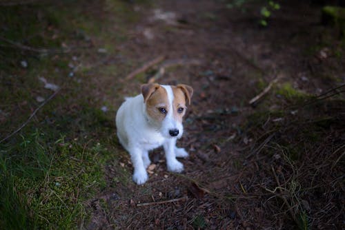 A Jack Russell Terrier 