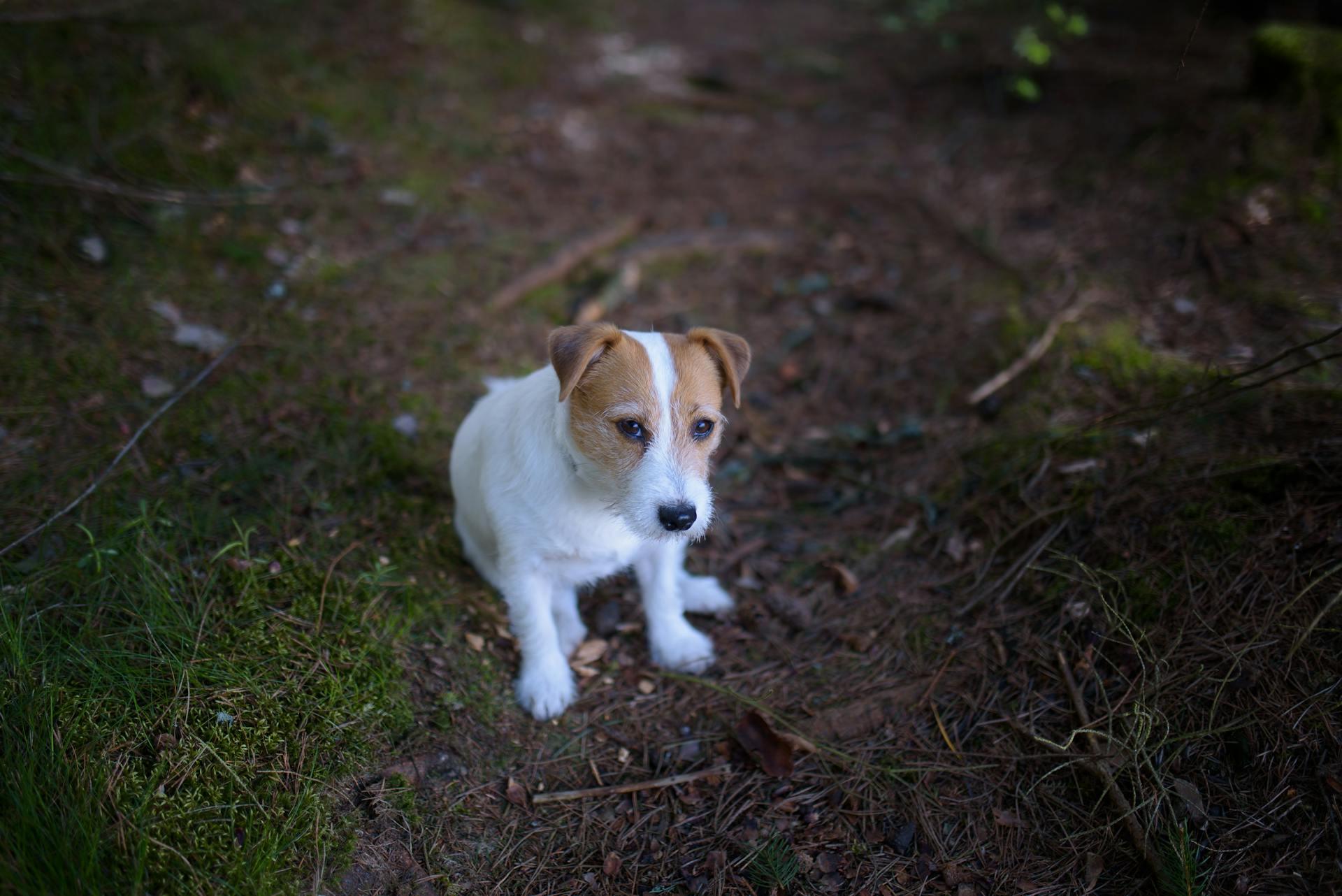 A Jack Russell Terrier