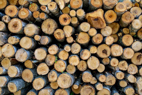 Free Stack of Firewood Stock Photo