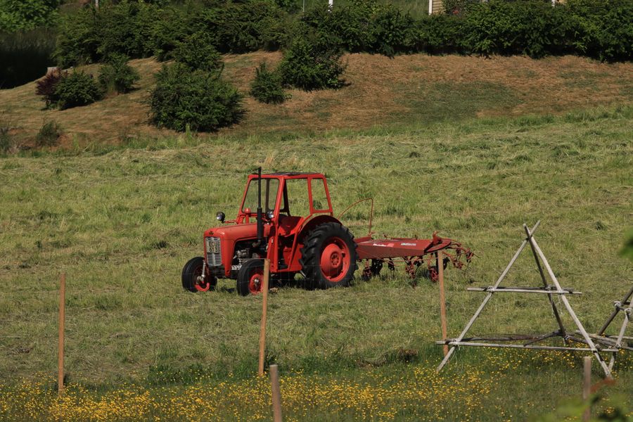 Swaraj tractor working in a green field in Siddharthnagar