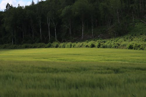 Darmowe zdjęcie z galerii z bujne liście, krajobraz, łąka