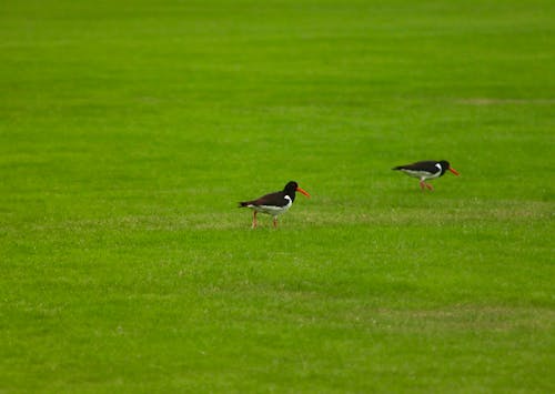 Birds on Green Grass